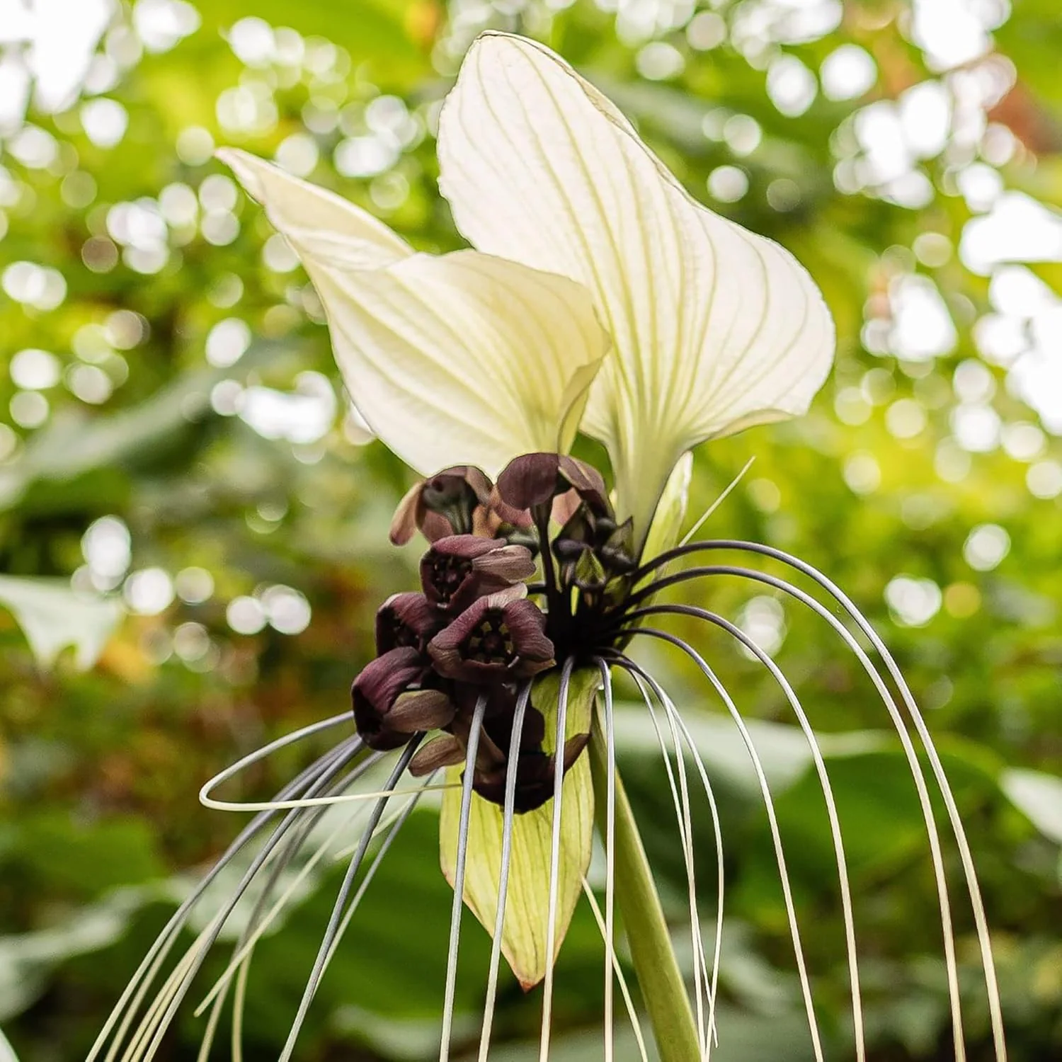 Tacca Integrifolia White Batflower Seeds - Tropical Ornamental, GMO-Free, Ideal for Indoor Containers - 5 Pcs - Image 3