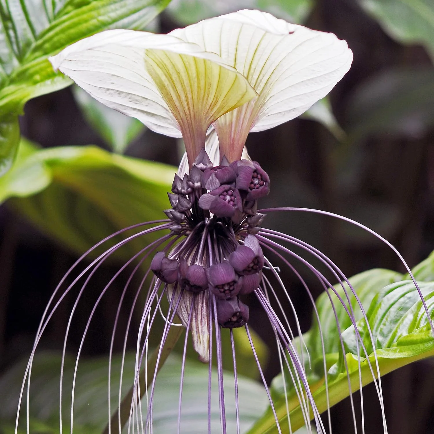 Tacca Integrifolia White Batflower Seeds - Tropical Ornamental, GMO-Free, Ideal for Indoor Containers - 5 Pcs - Image 4