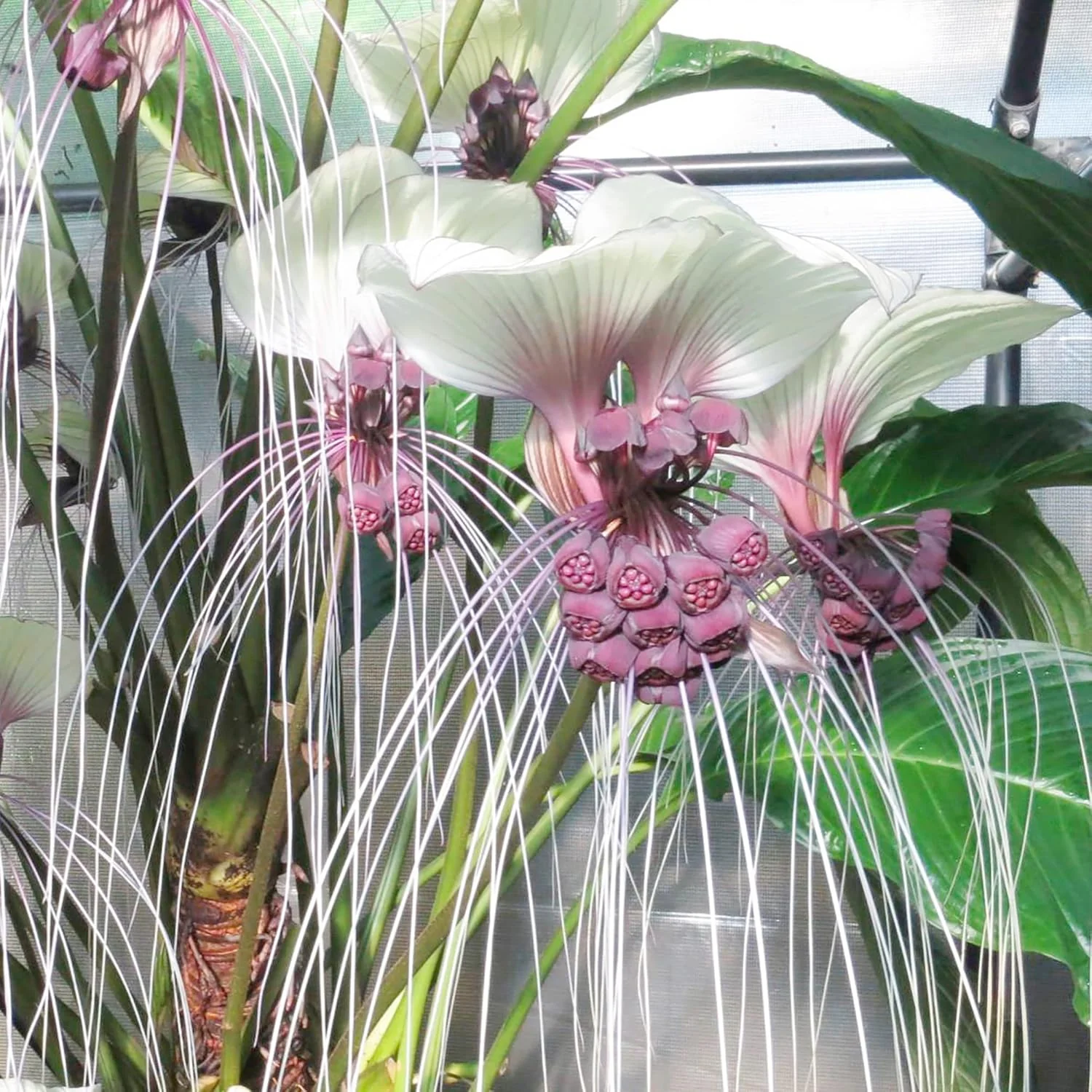 Tacca Integrifolia White Batflower Seeds - Tropical Ornamental, GMO-Free, Ideal for Indoor Containers - 5 Pcs - Image 5
