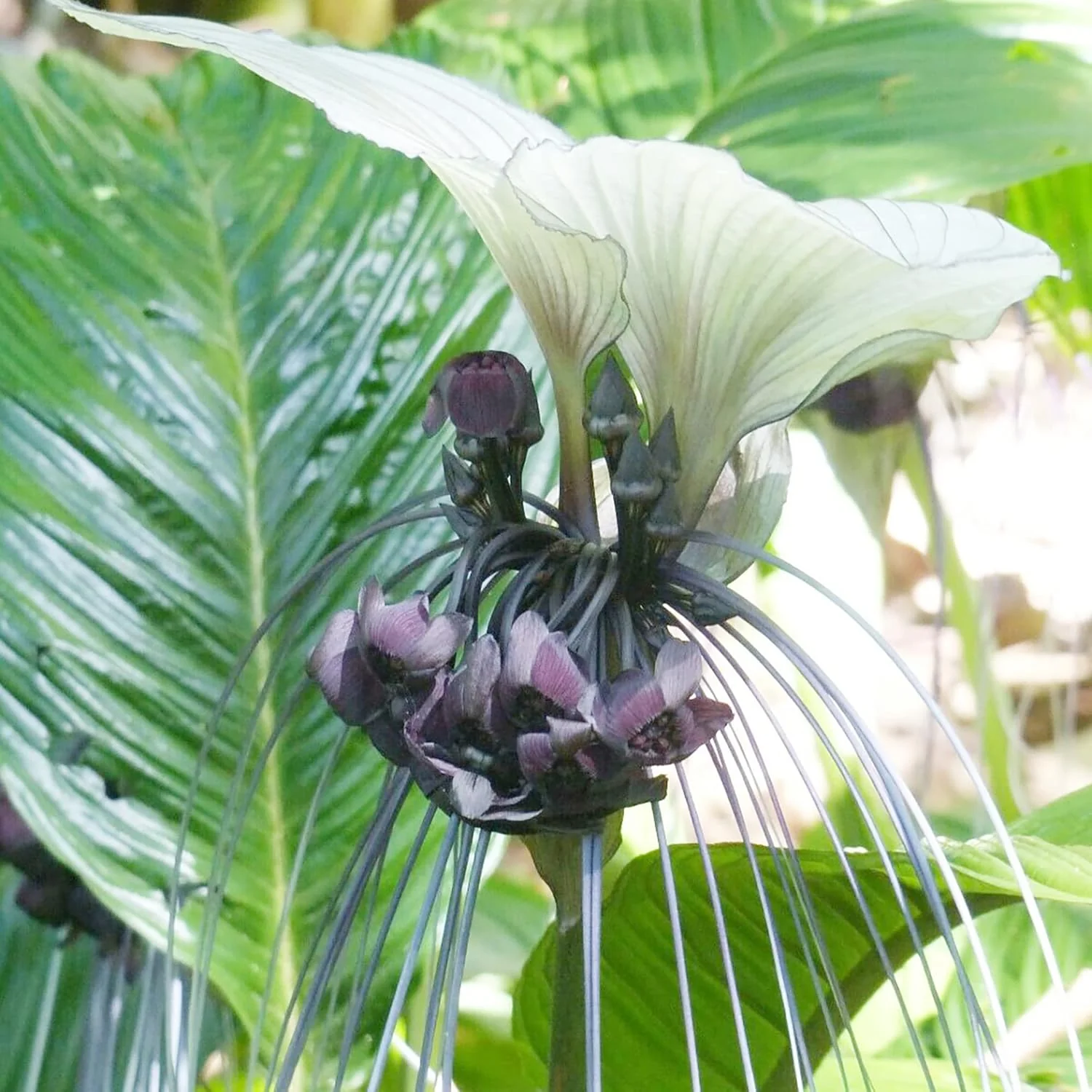 Tacca Integrifolia White Batflower Seeds - Tropical Ornamental, GMO-Free, Ideal for Indoor Containers - 5 Pcs - Image 6