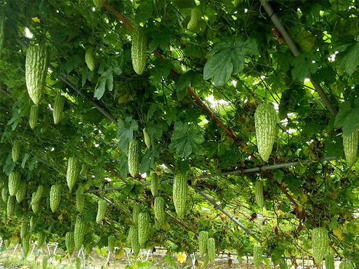 Taiwan Large Bitter Gourd Seeds – Premium Heirloom Variety for Bountiful Harvests - Image 2
