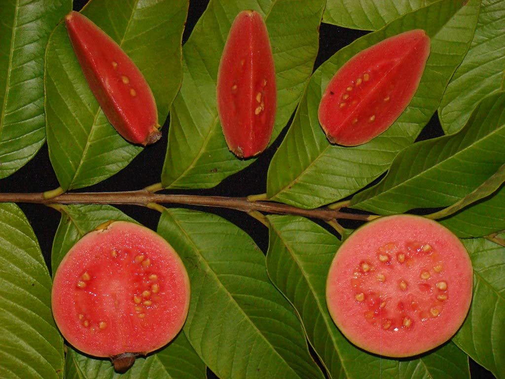 Taiwan Pink (Ruby Supreme) Guava Seeds – Sweet & Juicy Tropical Fruit for Planting - Image 3