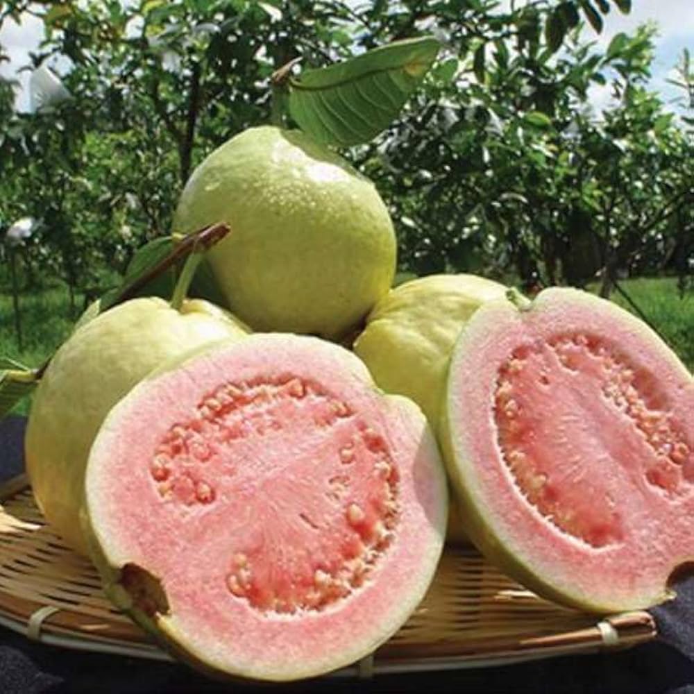 Taiwan Pink (Ruby Supreme) Guava Seeds – Sweet & Juicy Tropical Fruit for Planting - Image 4