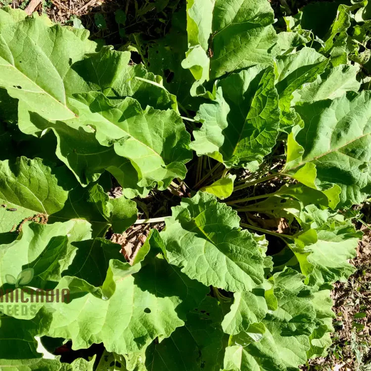 Takinogawa Long Seeds For Planting, Perfect for Healthy Gardens and Delicious Meals
