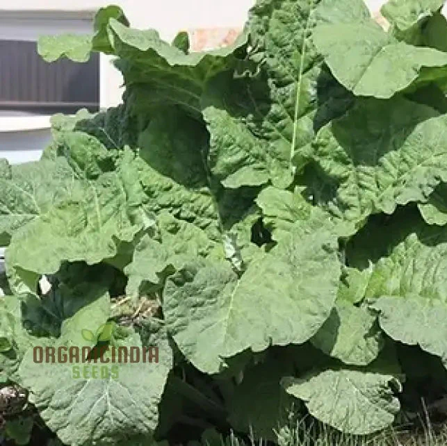 Takinogawa Long Seeds For Planting, Perfect for Healthy Gardens and Delicious Meals - Image 3