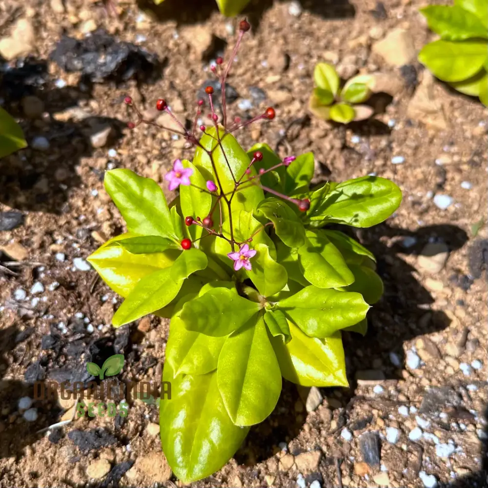 Talinum paniculatum 'Jewels of Opar' Seeds – Elevate Your Gardening with Delicate Beauty and Sustainable Growth!