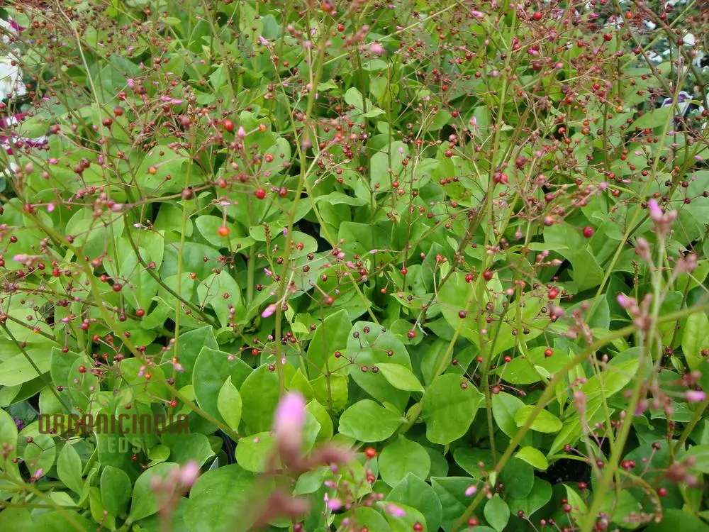 Talinum paniculatum 'Jewels of Opar' Seeds – Elevate Your Gardening with Delicate Beauty and Sustainable Growth! - Image 3