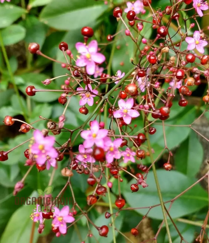 Talinum paniculatum 'Jewels of Opar' Seeds – Elevate Your Gardening with Delicate Beauty and Sustainable Growth! - Image 4