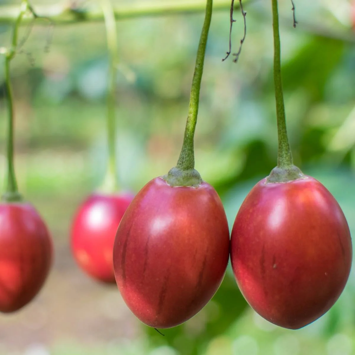 TAMARILLO Seeds for Planting Your Gardening Needs | Buy Seeds Online - Image 3