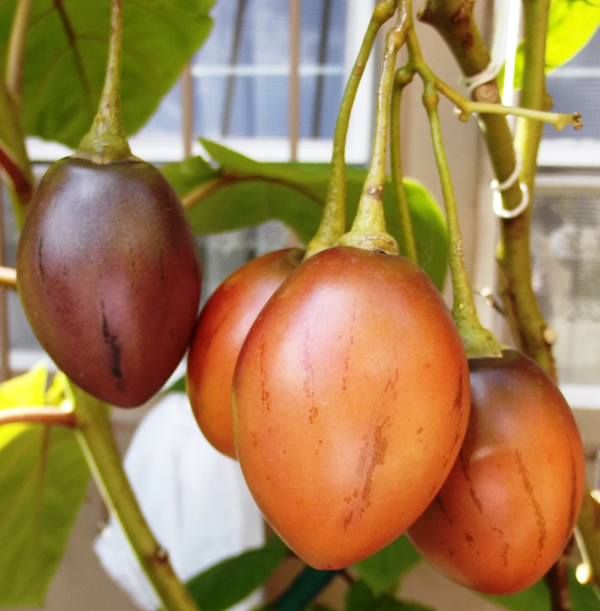 Tamarillo Tree Seeds