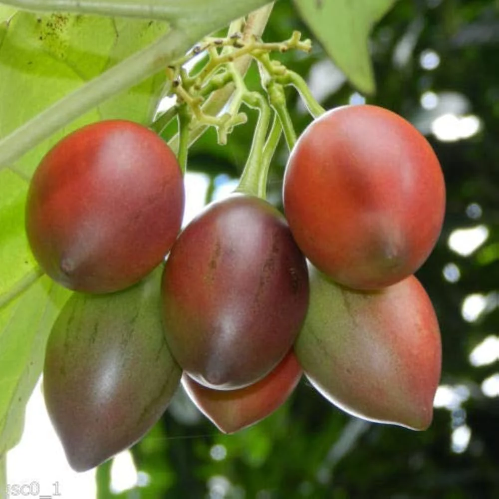 Tamarillo Tree Seeds - Image 3