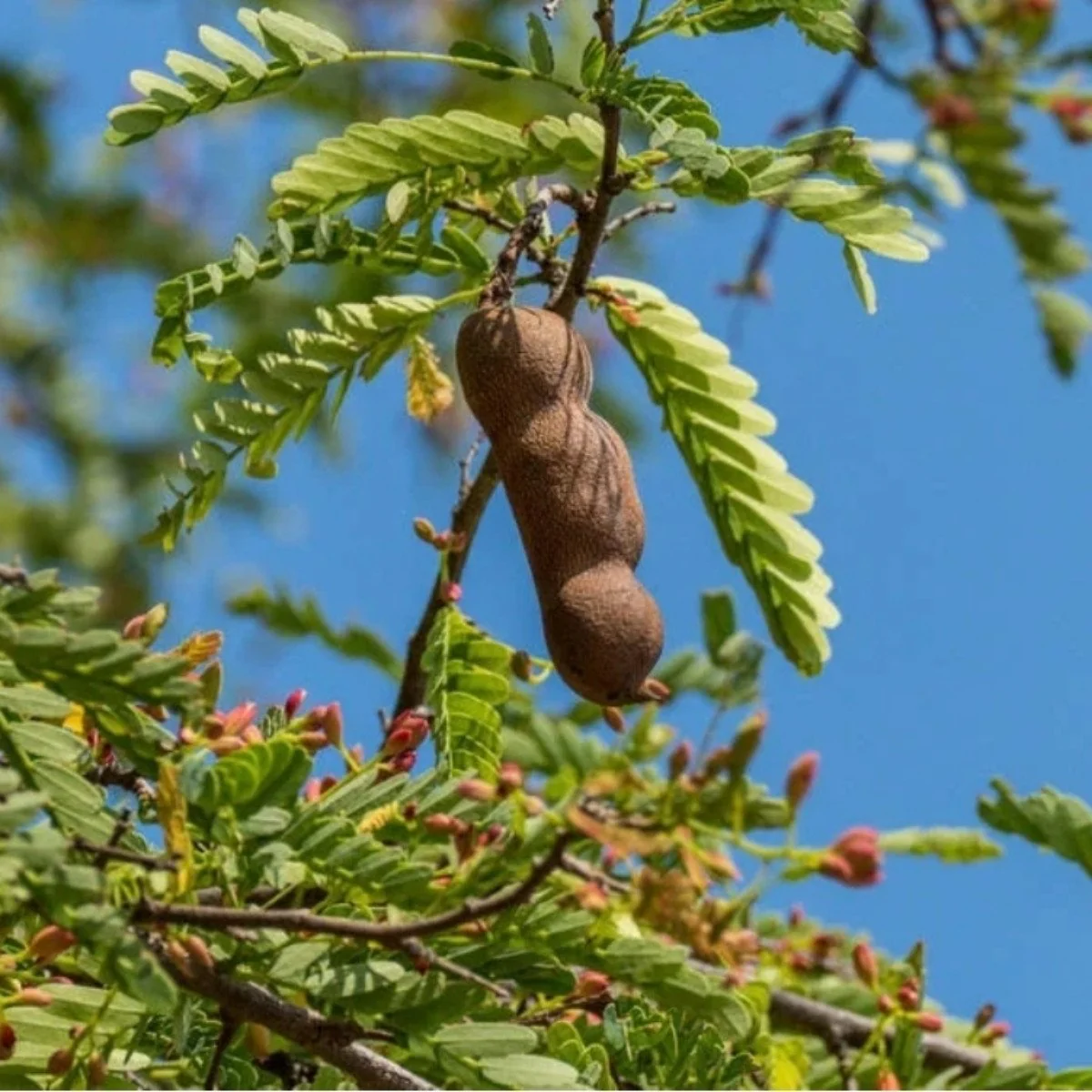 Tamarind Fruit Tree (Tamarindus indica) – Bean Pod Legume Seeds - Image 3