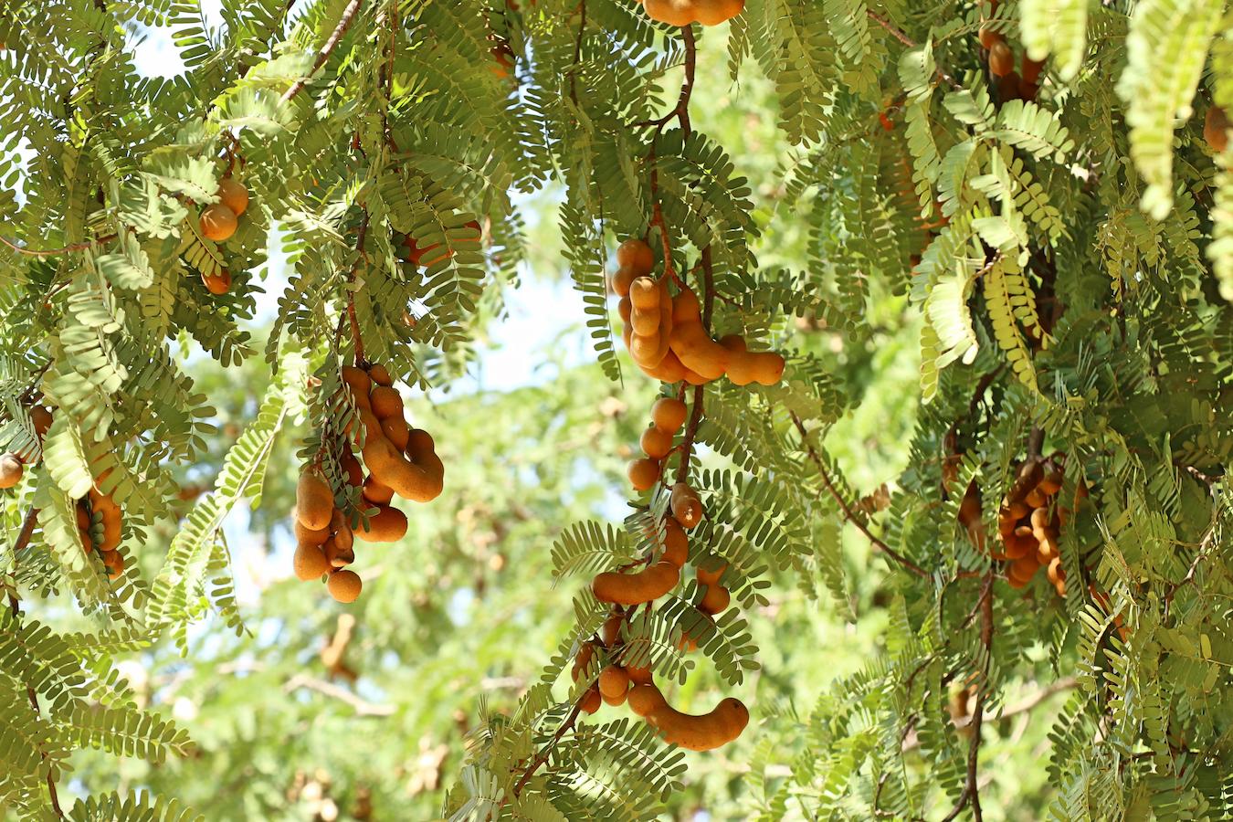 Tamarind Fruit Tree (Tamarindus indica) – Bean Pod Legume Seeds - Image 5