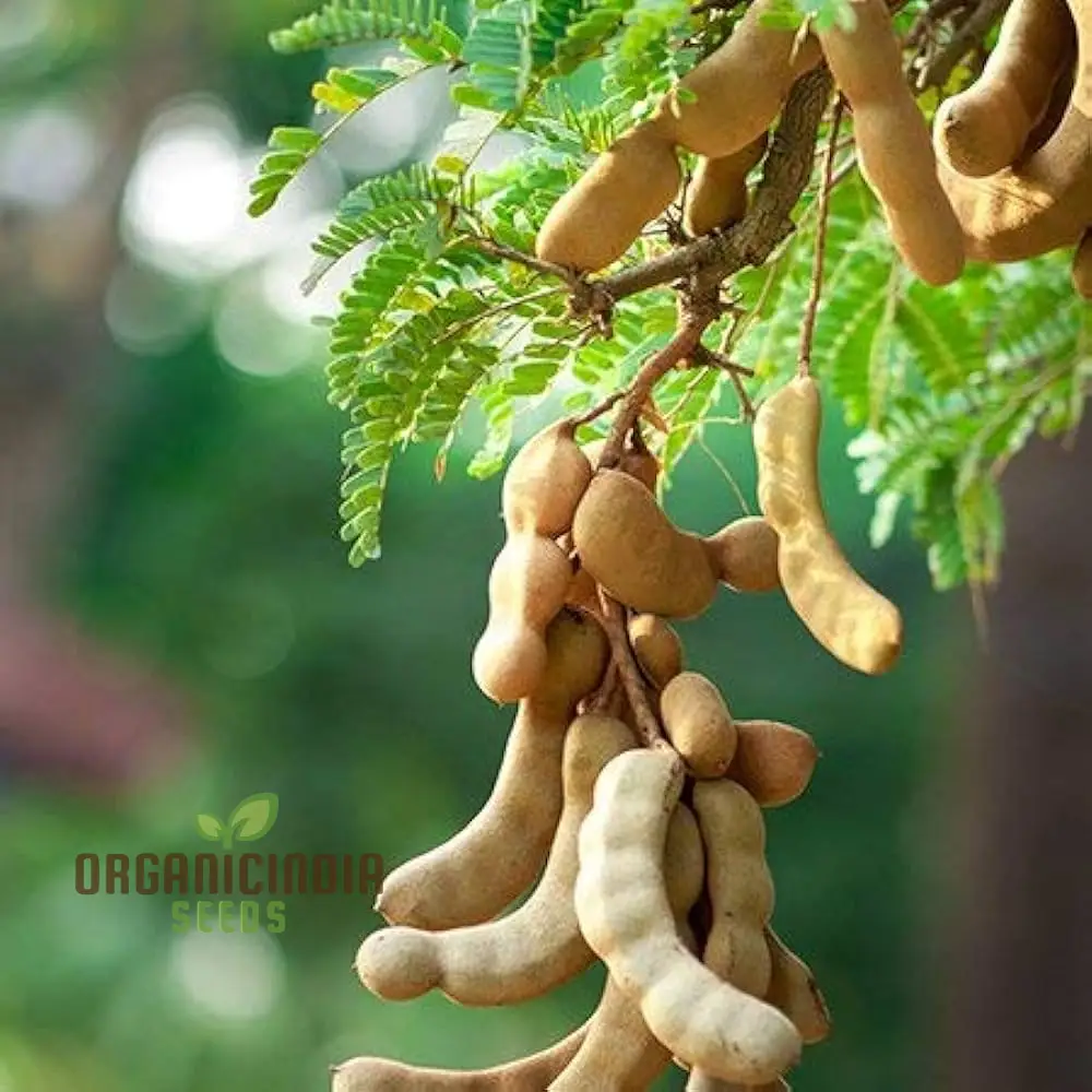 Dry Tamarindus Indica Seeds for Home Gardening-Cultivate Exotic Tamarind Trees and Enjoy Fresh, Tangy Fruit!