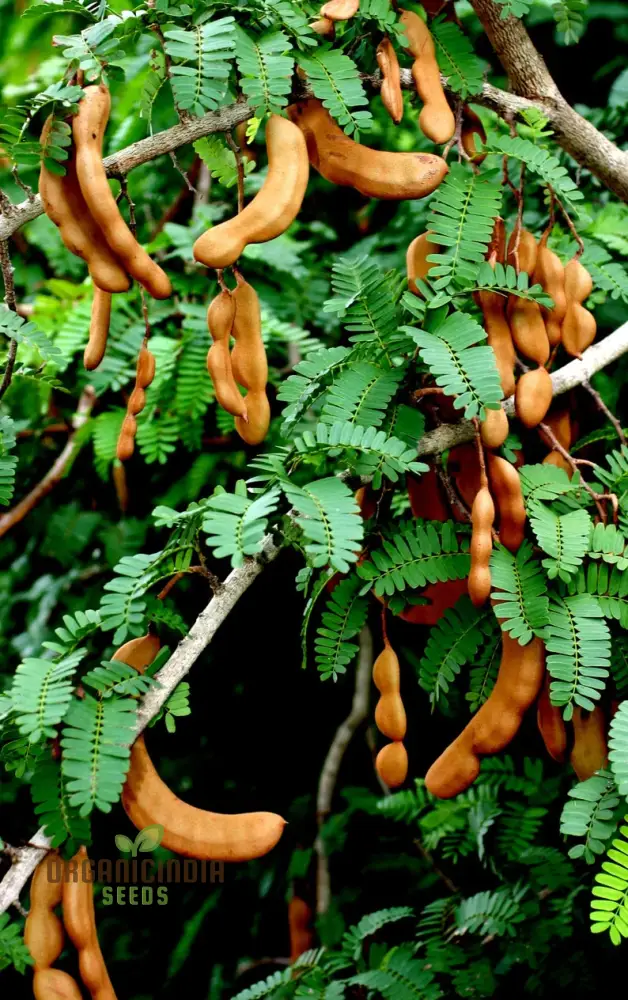 Dry Tamarindus Indica Seeds for Home Gardening-Cultivate Exotic Tamarind Trees and Enjoy Fresh, Tangy Fruit! - Image 3