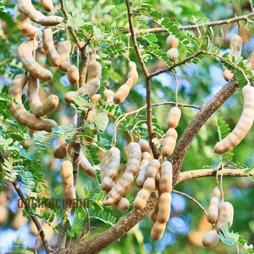 Dry Tamarindus Indica Seeds for Home Gardening-Cultivate Exotic Tamarind Trees and Enjoy Fresh, Tangy Fruit! - Image 4