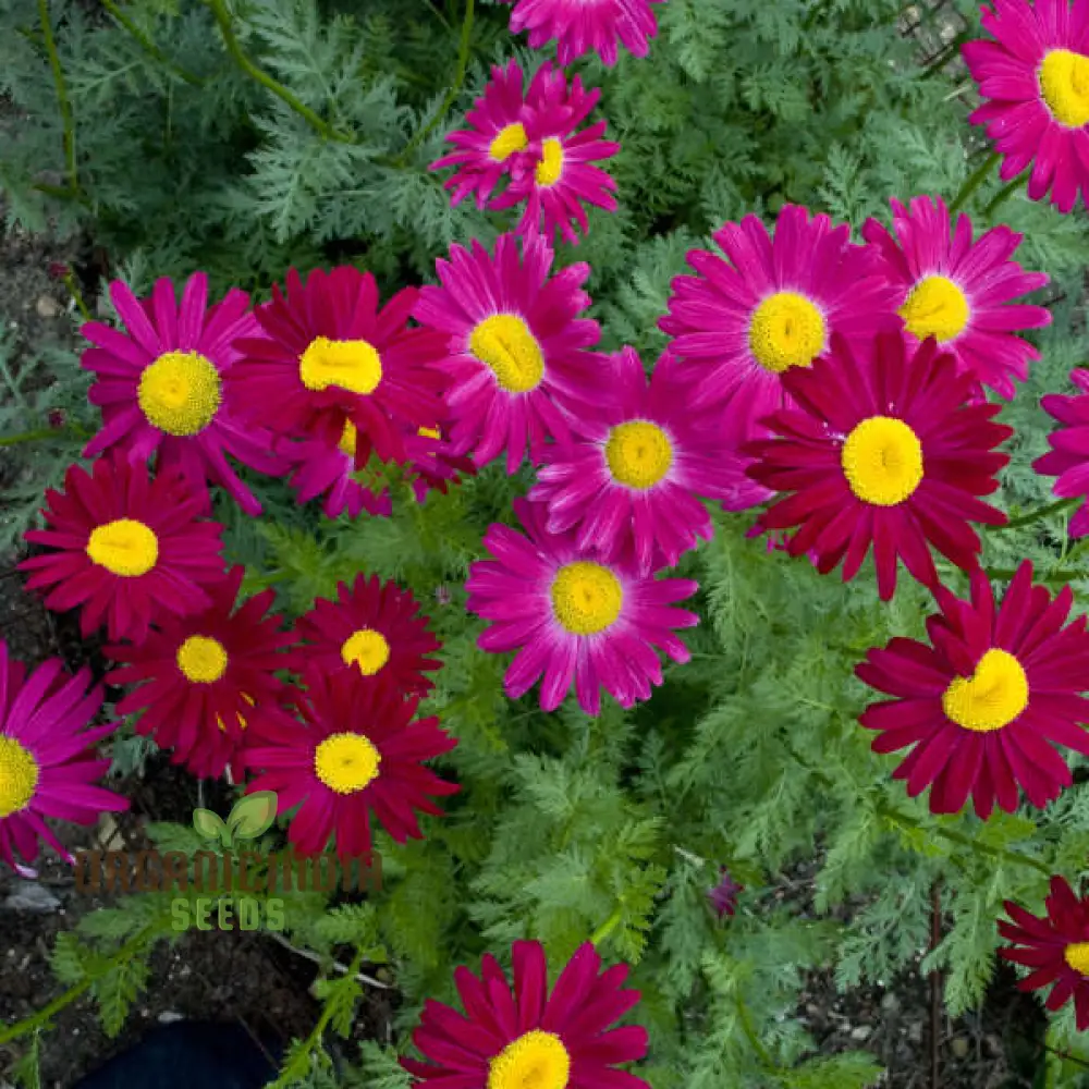 TANACETUM COCCINEUM Seeds, Explore Seeds for Vibrant Blooms and Lush, Green Foliage!