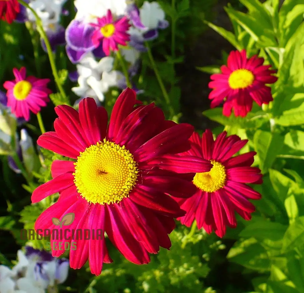 TANACETUM COCCINEUM Seeds, Explore Seeds for Vibrant Blooms and Lush, Green Foliage! - Image 3
