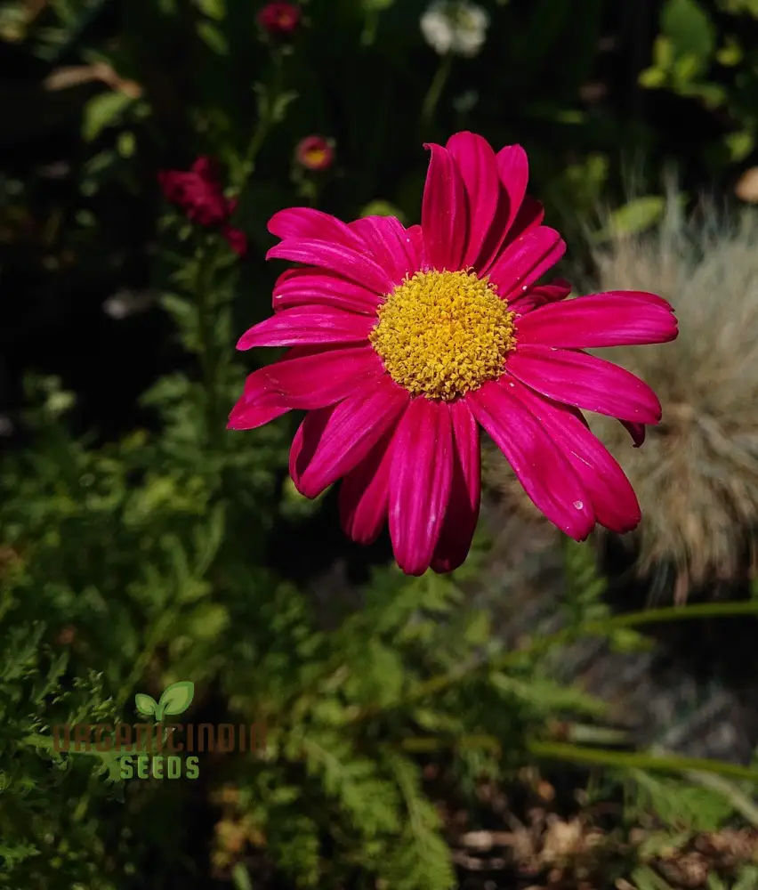 TANACETUM COCCINEUM Seeds, Explore Seeds for Vibrant Blooms and Lush, Green Foliage! - Image 4