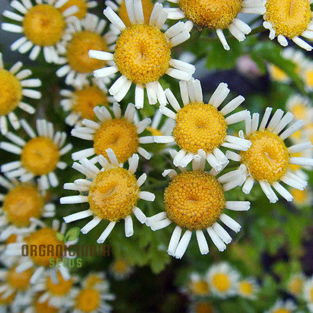 Tanacetum Parthenium 'Malmesbury' Seeds for Your Serene Garden Haven â€“ Enhance Your Gardening Experience with Medicinal Herbs and Fragrant Blooms!