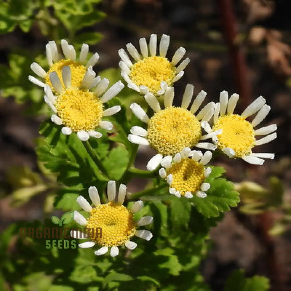 Tanacetum Parthenium 'Malmesbury' Seeds for Your Serene Garden Haven â€“ Enhance Your Gardening Experience with Medicinal Herbs and Fragrant Blooms! - Image 3
