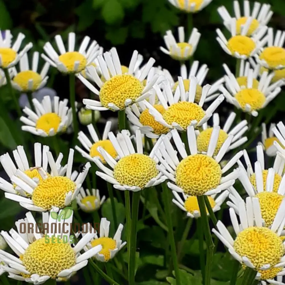 Tanacetum Parthenium 'Malmesbury' Seeds for Your Serene Garden Haven â€“ Enhance Your Gardening Experience with Medicinal Herbs and Fragrant Blooms! - Image 4