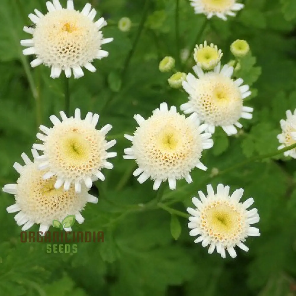 Tanacetum Parthenium 'Selma Star' Seeds – Elevate Your Gardening Experience with Spectacular Blooms!