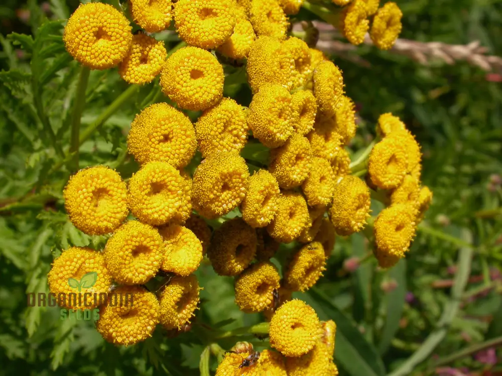 Tanacetum Vulgare Seeds – Cultivate Beauty and Benefits for Your Outdoor Oasis