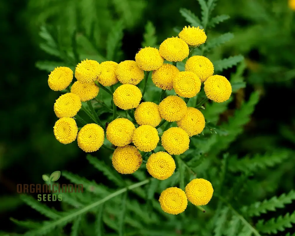 Tanacetum Vulgare Seeds – Cultivate Beauty and Benefits for Your Outdoor Oasis - Image 3
