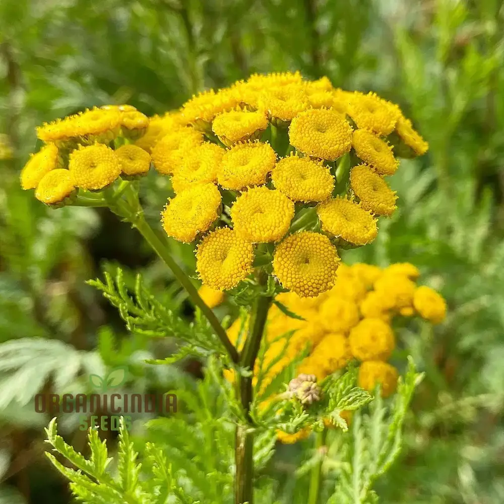 Tanacetum Vulgare Seeds – Cultivate Beauty and Benefits for Your Outdoor Oasis - Image 4
