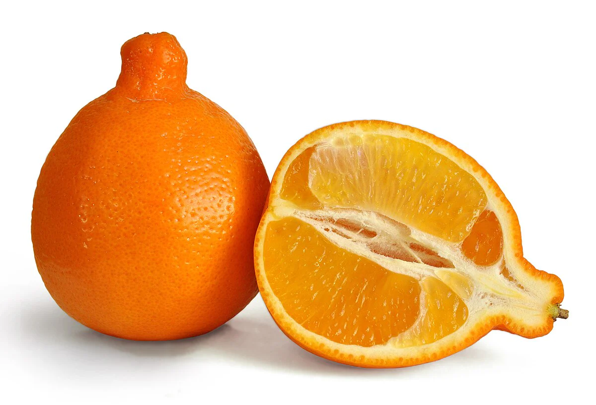 Tangelo Seeds for Planting – Grow Sweet & Juicy Orlando & Minneola Citrus Fruits - Image 3