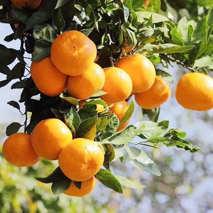 Tangerine Fruit Seeds for Planting – Citrus Reticulata, Evergreen, Fragrant, Sweet Juice, GMO-Free, Ideal for Garden - Image 4