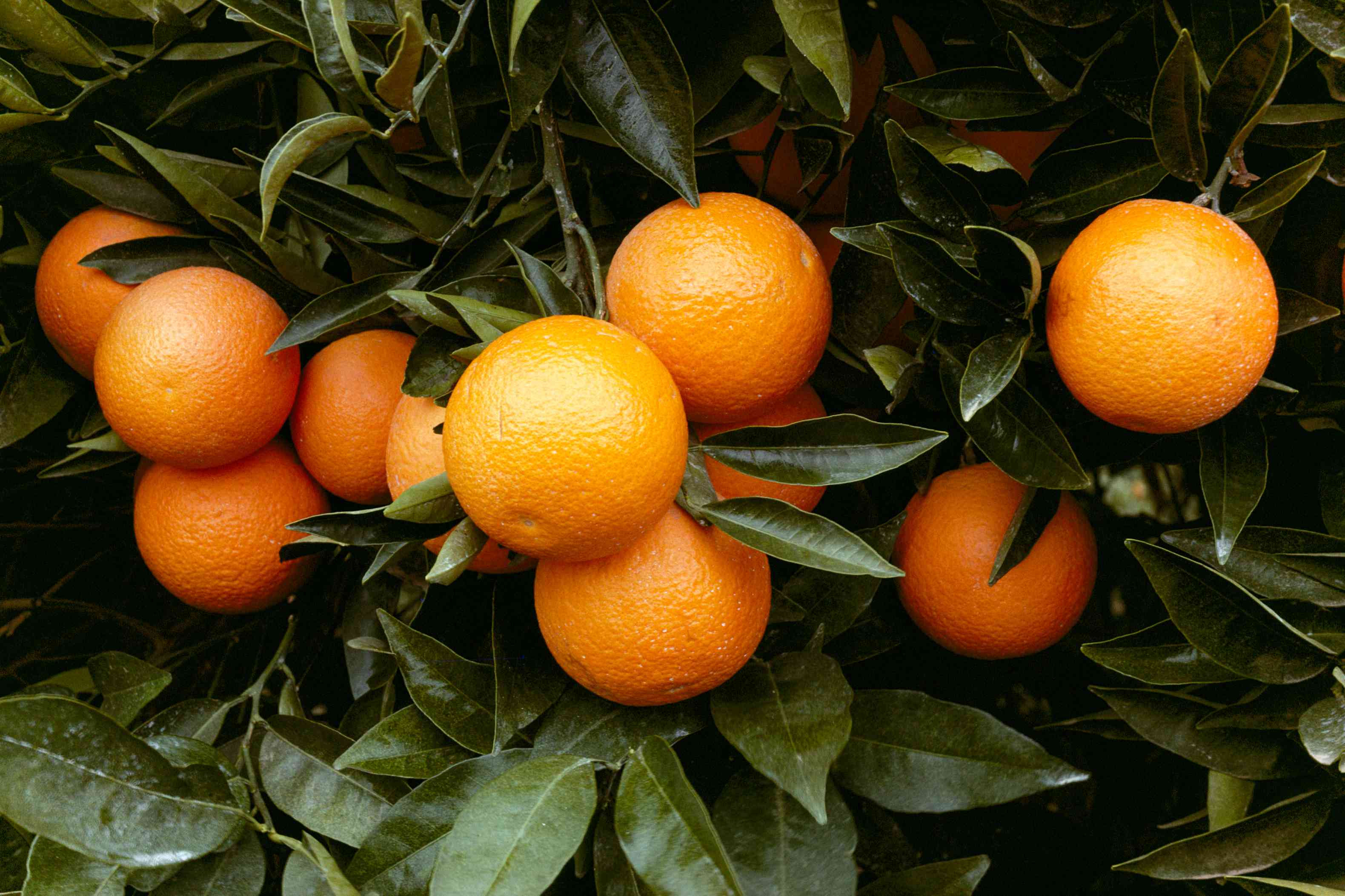 Tangerine Fruit Seeds for Planting – Citrus Reticulata, Evergreen, Fragrant, Sweet Juice, GMO-Free, Ideal for Garden - Image 6