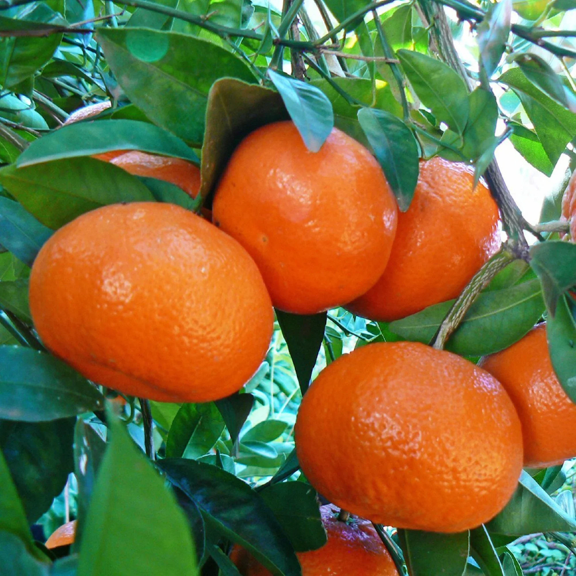 Tangerine Mandarin Orange Fruit Seeds