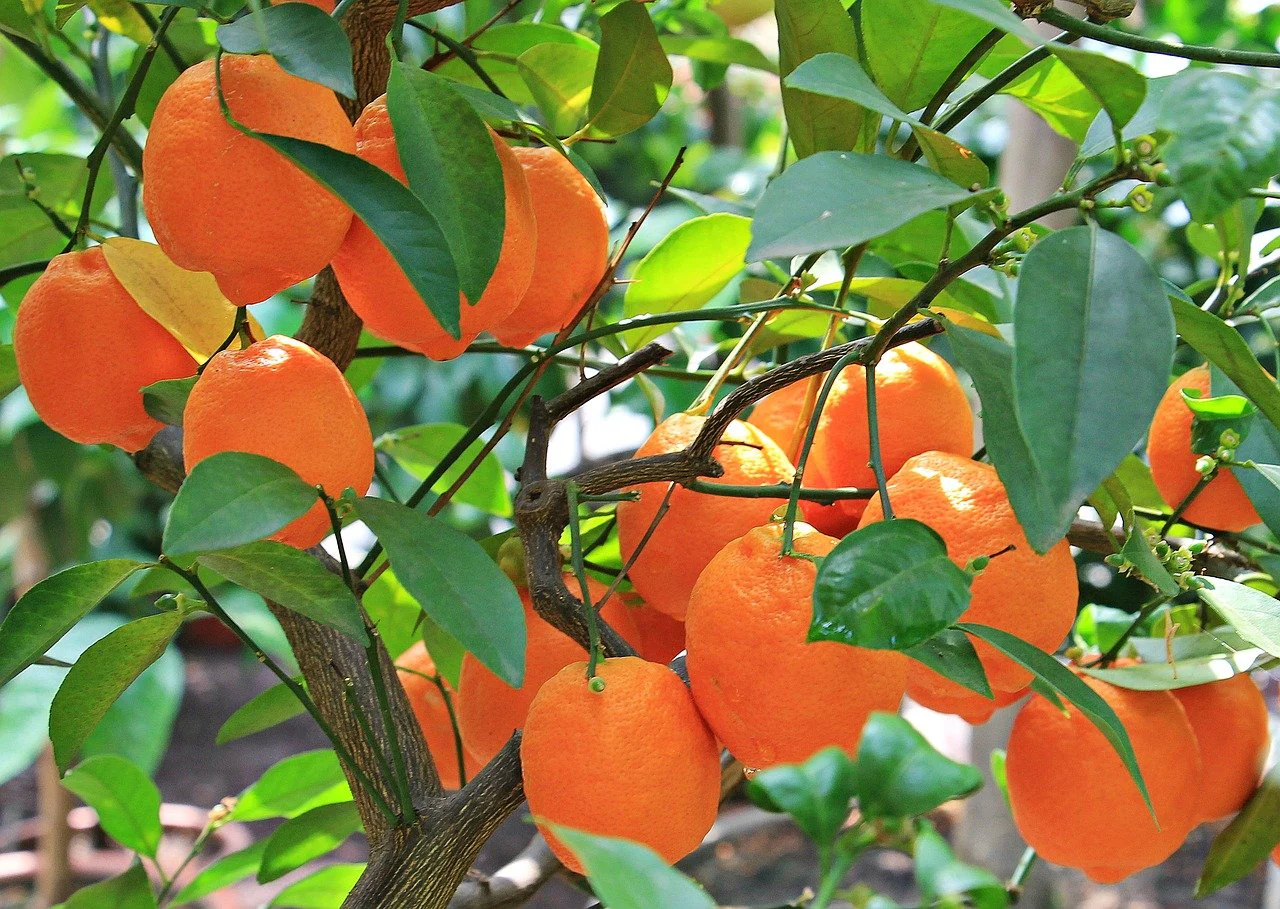 Tangerine Mandarin Orange Fruit Seeds - Image 3