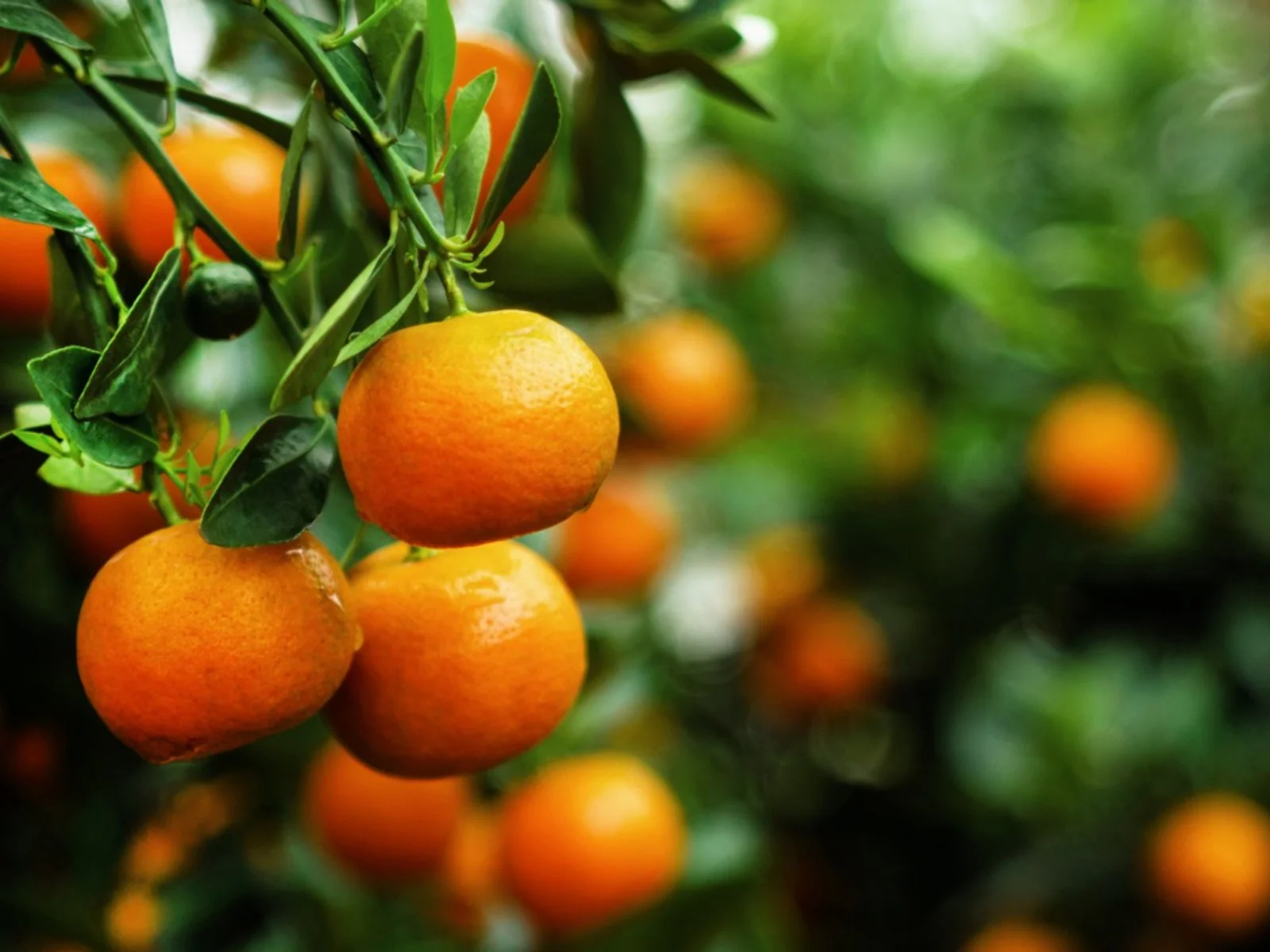 Tangerine Mandarin Orange Fruit Seeds - Image 4