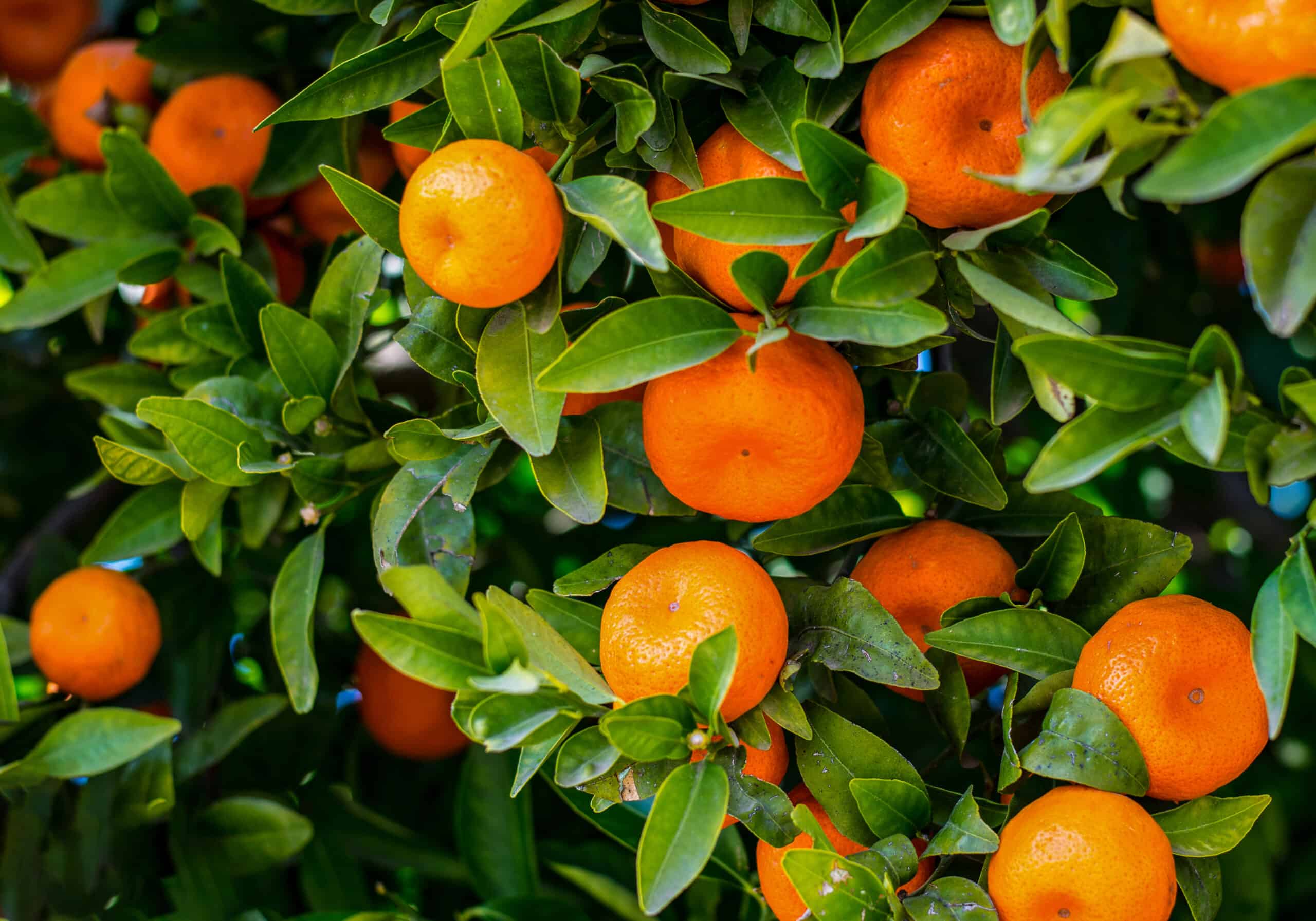Tangerine Mandarin Orange Fruit Seeds - Image 5