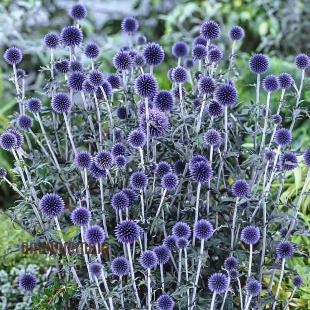 Taplow Blue Globe Thistle Seeds – Unique Spiky Blue Blooms for Pollinator Gardens, Borders, Wildlife Spaces & Perennial Landscaping