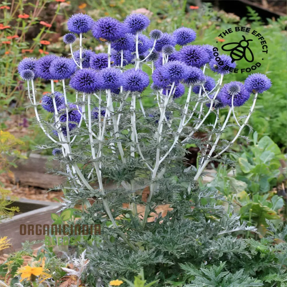 Taplow Blue Globe Thistle Seeds – Unique Spiky Blue Blooms for Pollinator Gardens, Borders, Wildlife Spaces & Perennial Landscaping - Image 3