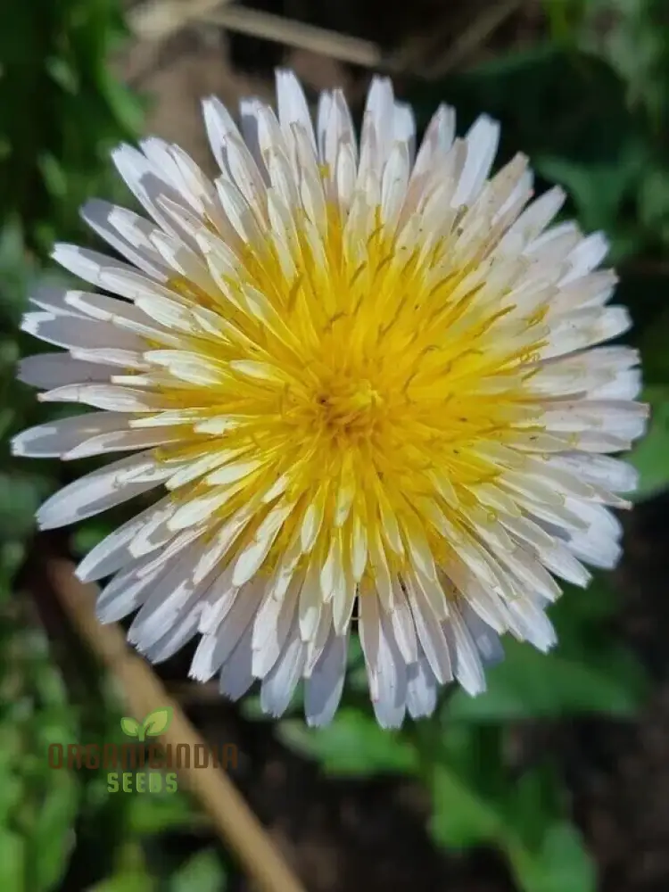 TARAXACUM MONGOLICUM Seeds for a Vibrant Addition to Your Garden - Perfect for Nature Enthusiasts and Gardening Enthusiasts Alike!
