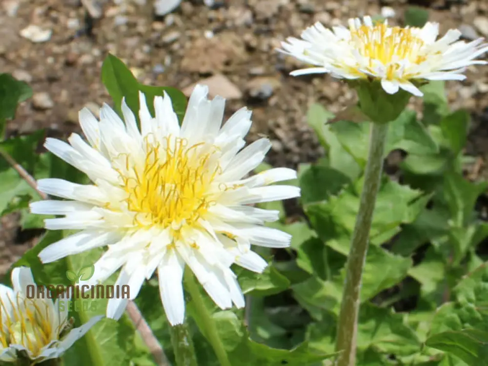 TARAXACUM MONGOLICUM Seeds for a Vibrant Addition to Your Garden - Perfect for Nature Enthusiasts and Gardening Enthusiasts Alike! - Image 3