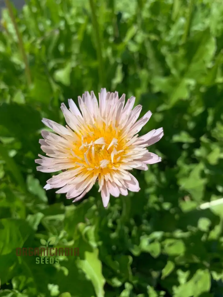 TARAXACUM MONGOLICUM Seeds for a Vibrant Addition to Your Garden - Perfect for Nature Enthusiasts and Gardening Enthusiasts Alike! - Image 4