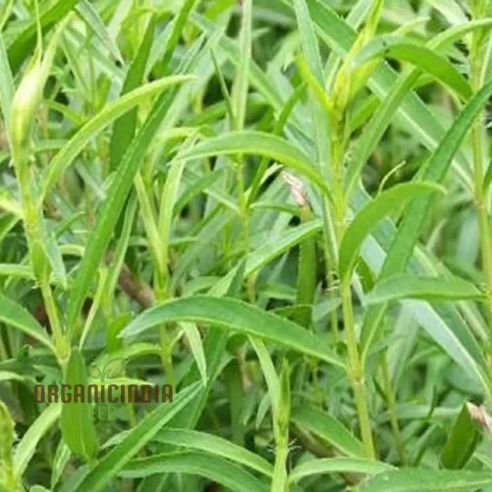 Tarragon Seeds for Planting – High-Quality, Fast-Germinating & Easy-Grow Herb Variety