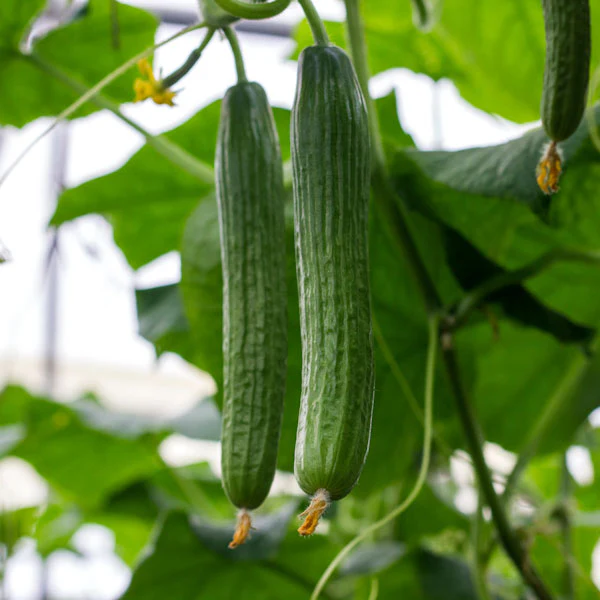 Tasty Green Cucumber Seeds – High-Yield, Crisp & Flavorful - Grow Your Own Cucumbers - Image 2