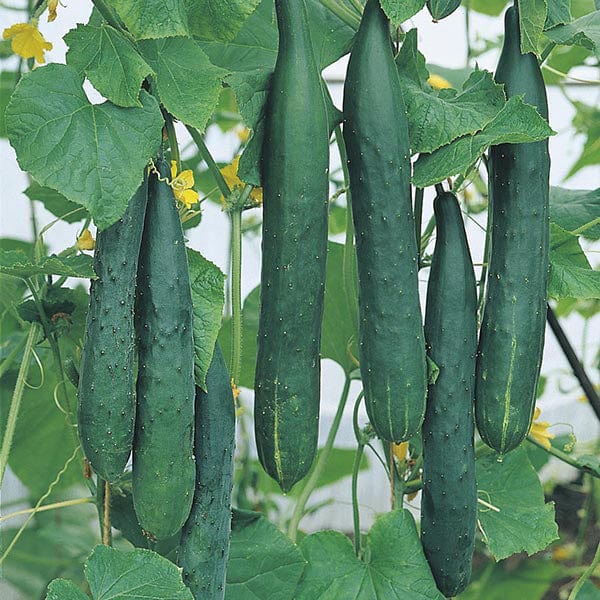 Tasty Green Cucumber Seeds – High-Yield, Crisp & Flavorful - Grow Your Own Cucumbers - Image 3