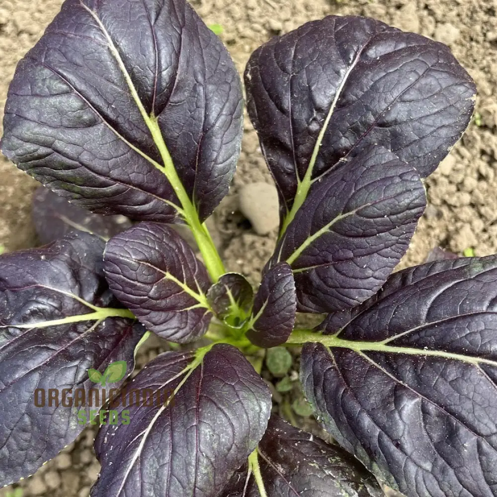 Tatsoi - Red Seeds for Exceptional Gardening - High-Quality, Non-GMO, Easy to Grow, Perfect for Home Gardens and Vegetable Patches