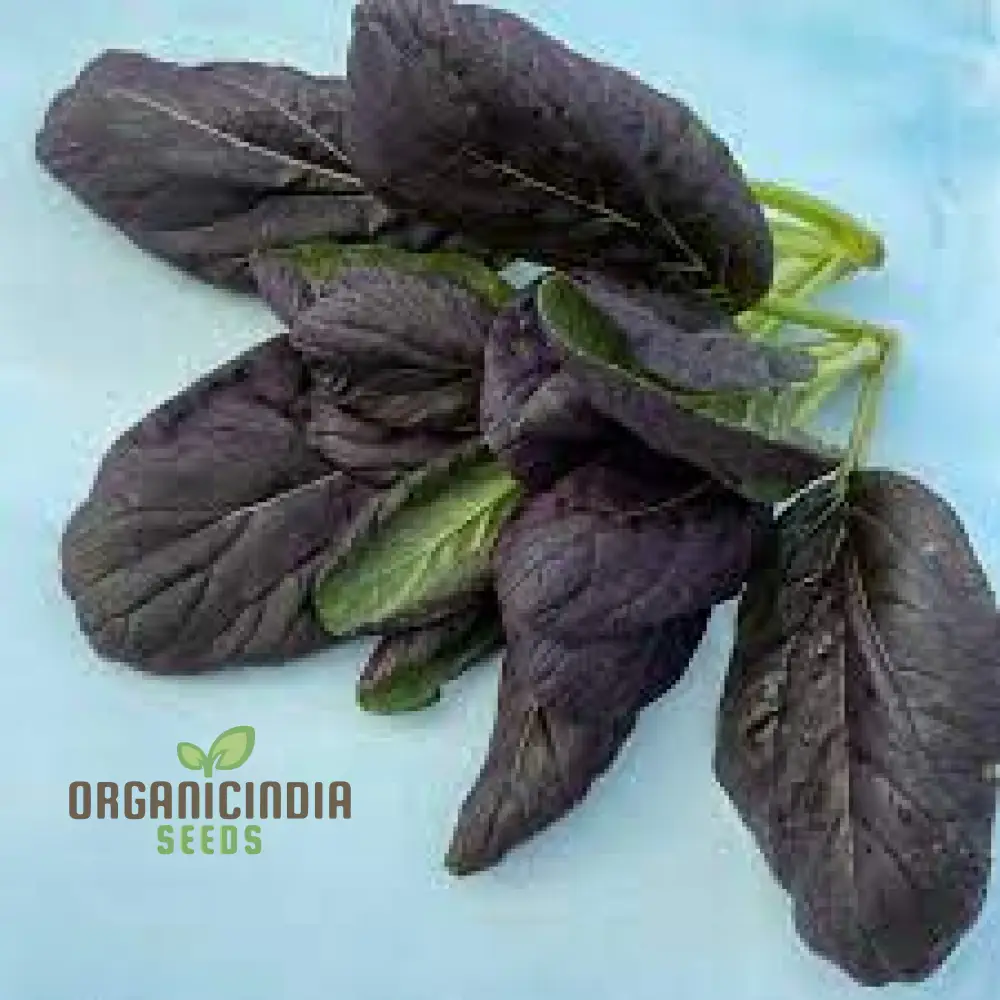 Tatsoi - Red Seeds for Exceptional Gardening - High-Quality, Non-GMO, Easy to Grow, Perfect for Home Gardens and Vegetable Patches - Image 3