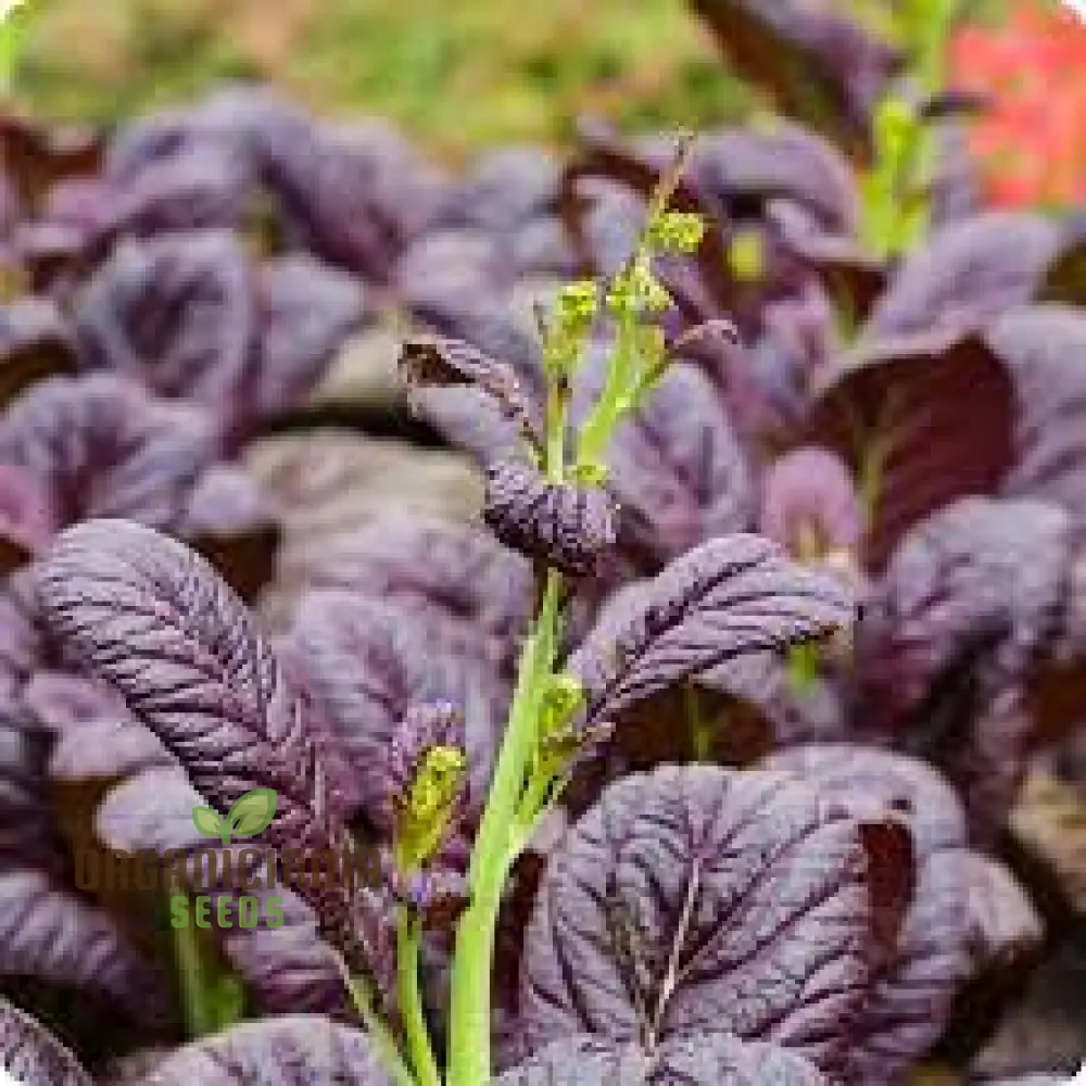 Tatsoi Viola Oriental Mustard F1 Seeds for Planting and Gardening