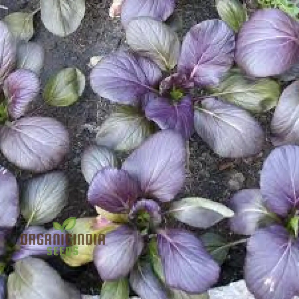 Tatsoi Viola Oriental Mustard F1 Seeds for Planting and Gardening - Image 3