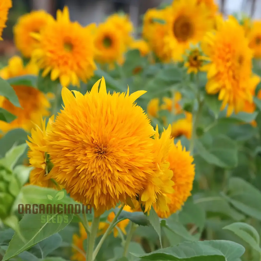 Teddy Bear Sunflower Seeds - Fluffy, Golden Blooms for Delightful Garden Displays - Image 3